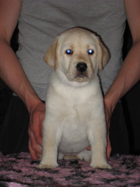 Dream of Labradors' Kiss Her - Sort halsbånd