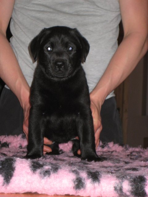 Dream of Labradors' Kiss To Kiss - Rød halsbånd