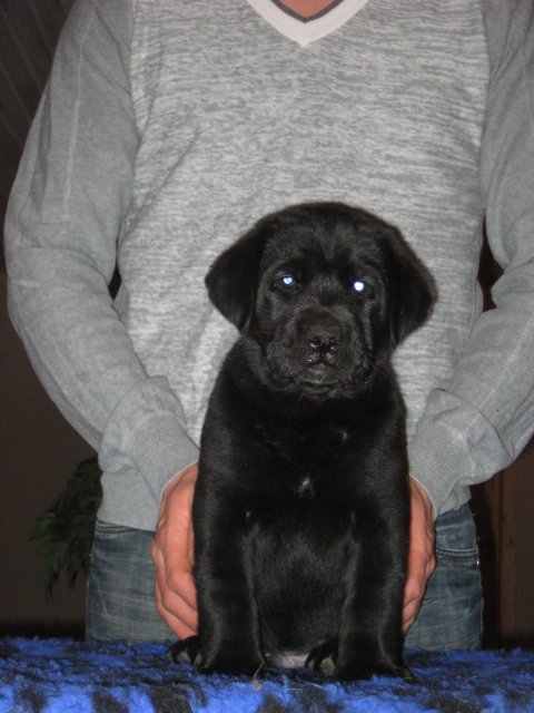 Dream of Labradors' Kiss Me Now - Grøn halsbånd