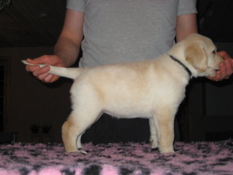 Dream of Labradors' Kiss Her - Sort halsbånd