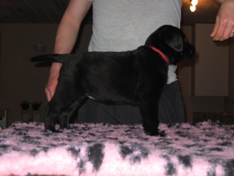 Dream of Labradors' Kiss To Kiss - Rød halsbånd