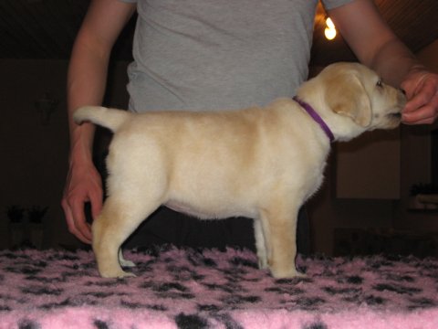 Dream of Labradors' Kiss Of Love - Lilla halsbånd