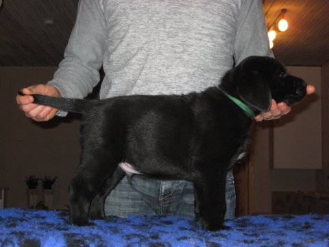 Dream of Labradors' Kiss Me Now - Grøn halsbånd